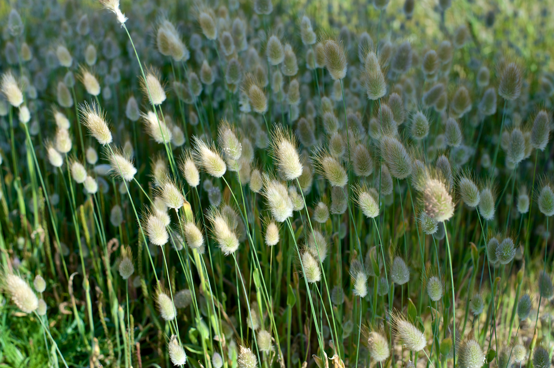 stock-photo-grass-seed-54716458.jpg